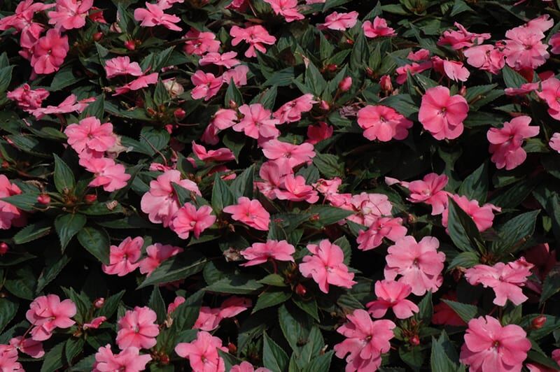 sunpatiens compact pink