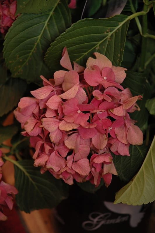 fuchsia glow hydrangea