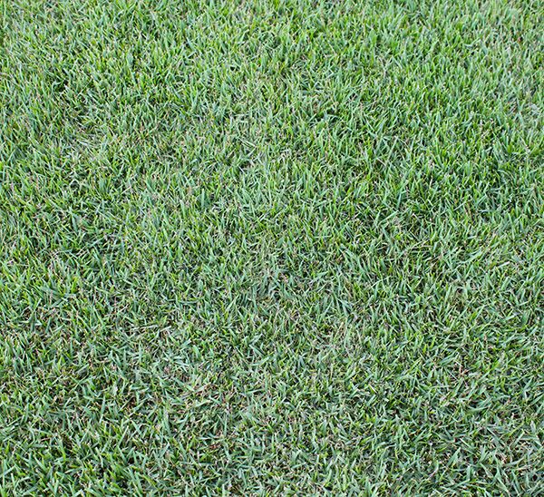 Icon Zoysia