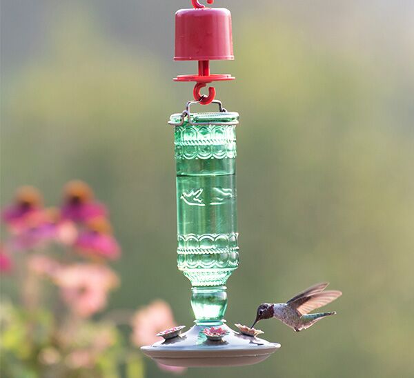 Bird drinking from Perky-Pet® Green Antique Glass Bottle Hummingbird Feeder