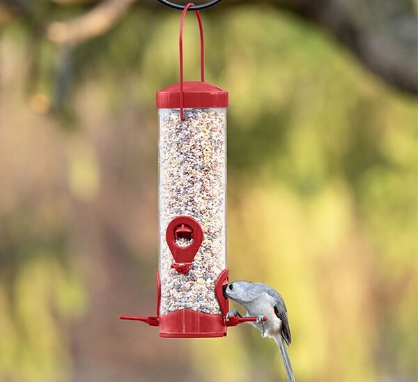 Bird eating from Perky-Pet® Red 2-In-1 Tube Bird Feeder