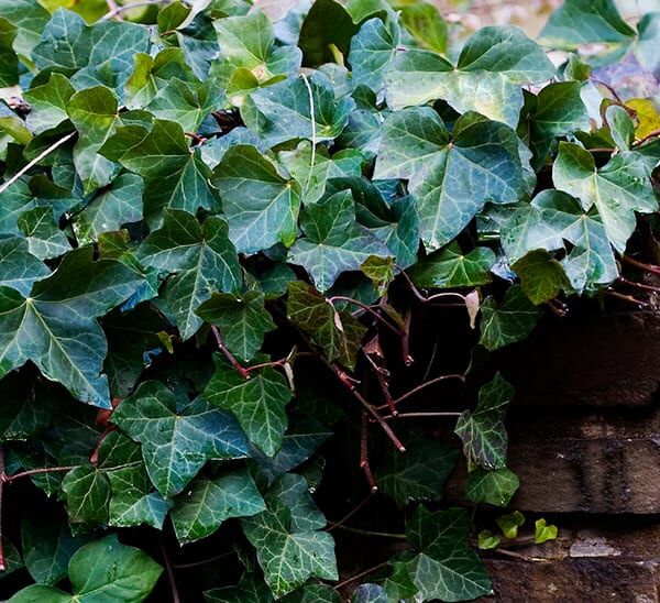 english ivy