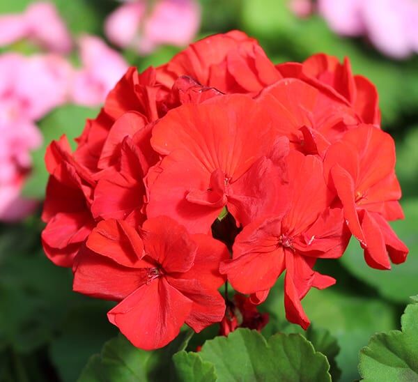 geranium red