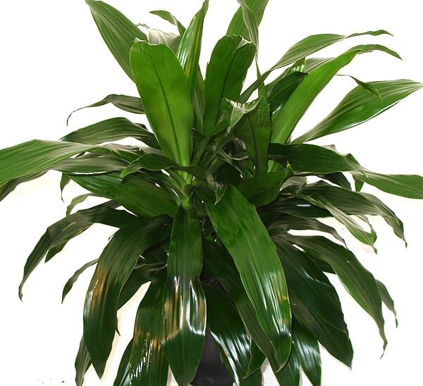 janet craig dracaena