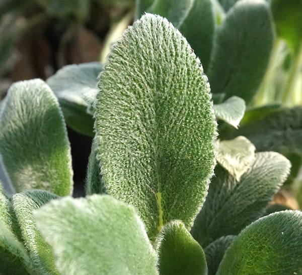 Lamb's Ear leaves