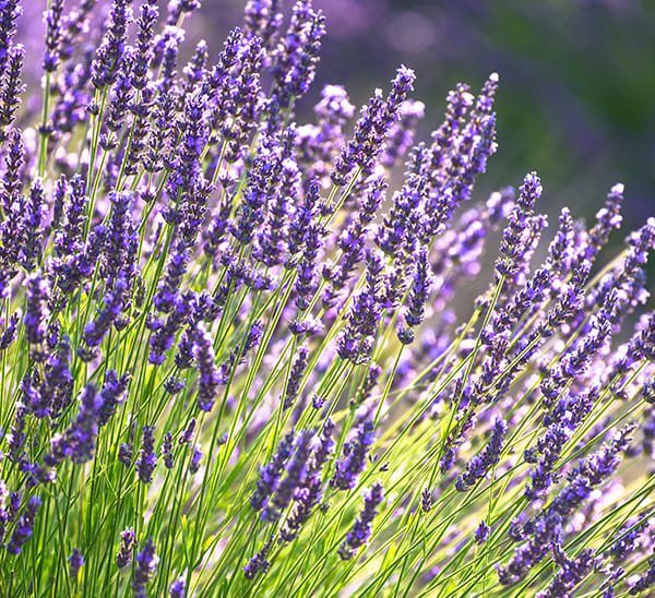 Lavender Plant