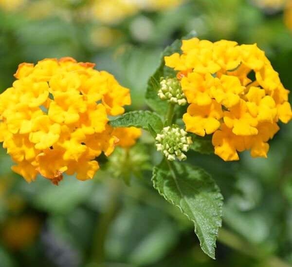 Lantana Flower Plant | Calloway's Nursery