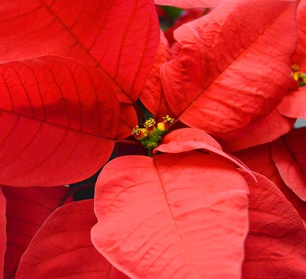 poinsettia 1-600