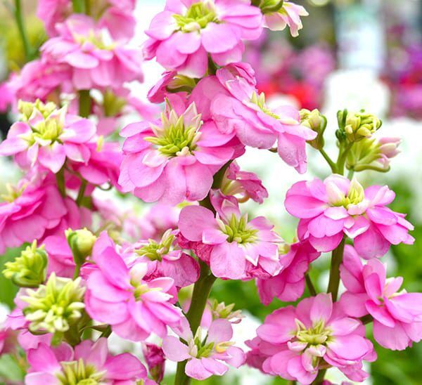 Stock Pink blooms