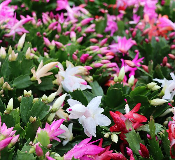 Christmas Cactus