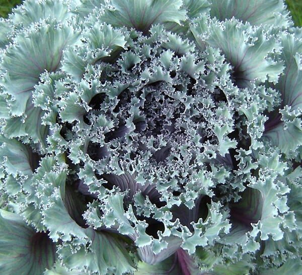 Ornamental Kale close up of center foliage