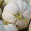 White Pumpkin Photo 1