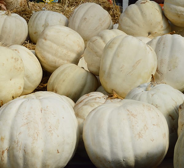 White Pumpkin