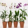 Dendrobium Orchid Photo 1