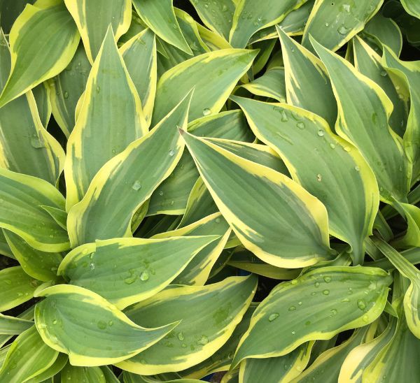 Hosta