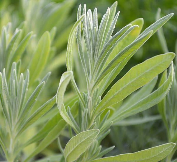 Lavender Herb Leaves