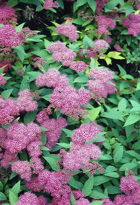 Anthony waterer spirea
