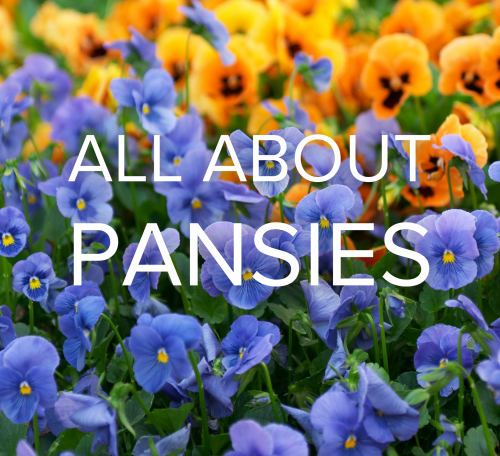 All About Pansies