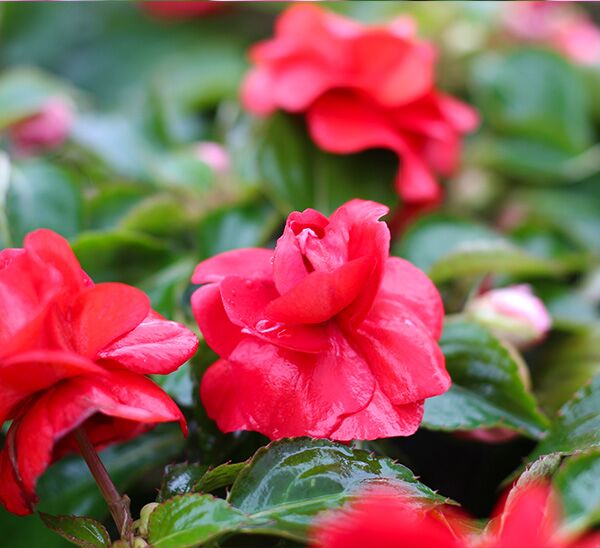 Double Impatiens Red