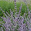 Russian Sage Photo 1