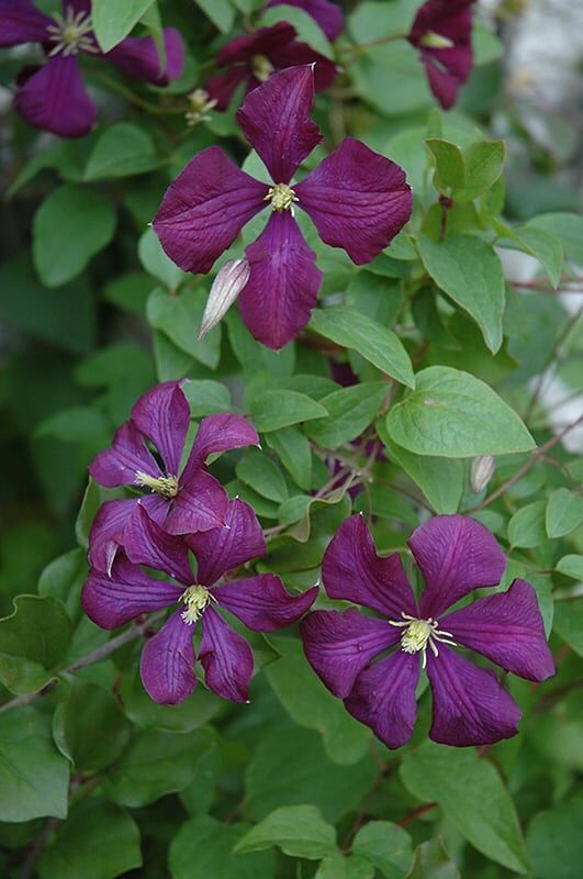 etoile violette clematis