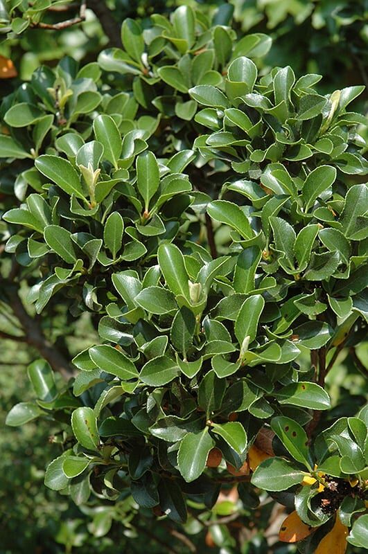 dwarf yeddo hawthorn