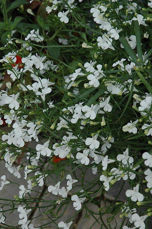 laguna white lobelia