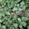 Beacon Silver Spotted Dead Nettle Photo 1