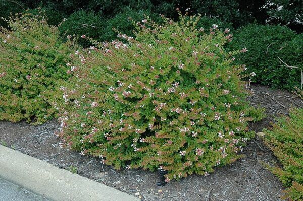 rose creek abelia