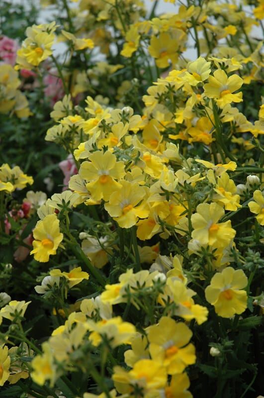 sunsatia lemon nemesia