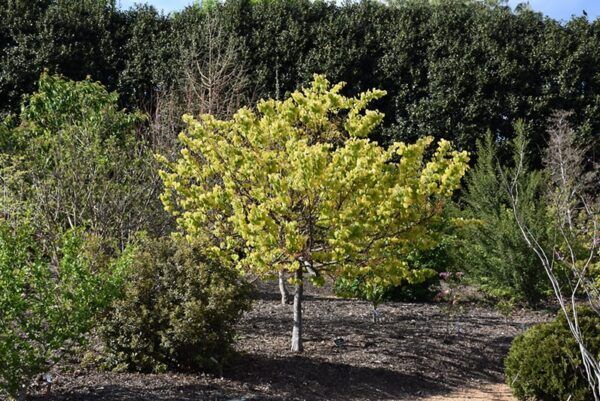 the rising sun redbud