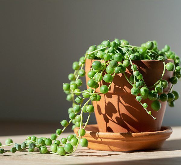 String of Pearls