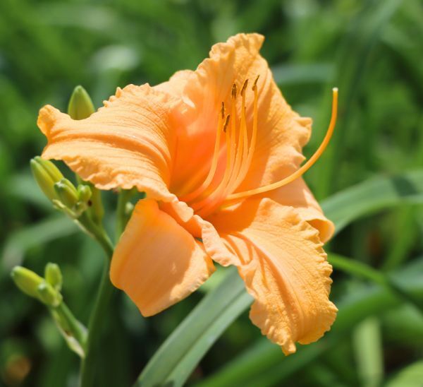 Daylily