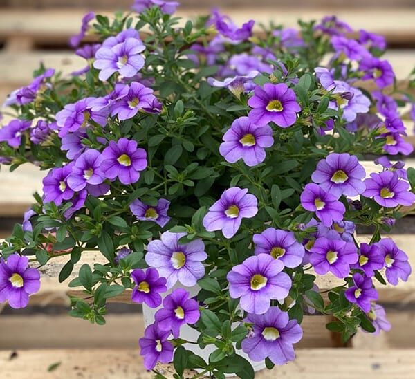 Calibrachoa