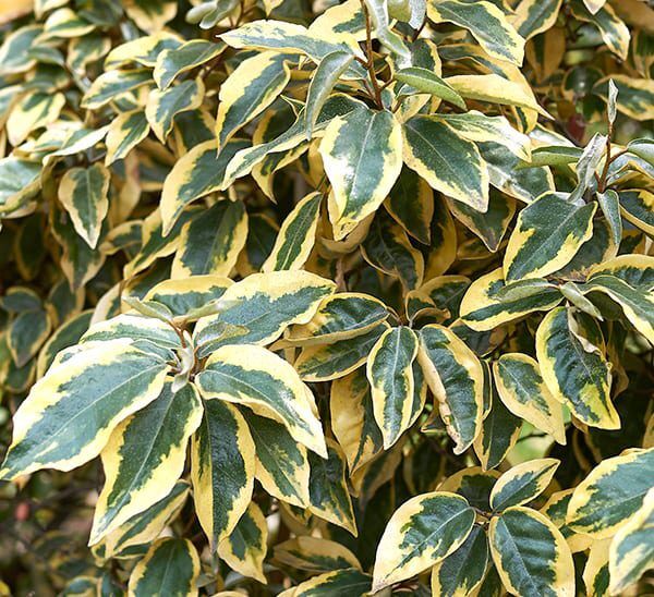 Eleagnus Olive Martini Photo 1