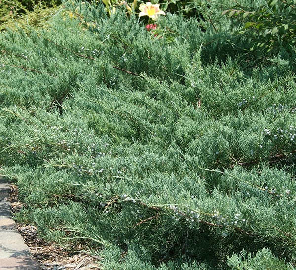 Grey Owl Juniper Photo 1