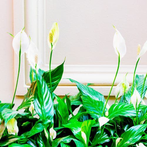 Peace Lily (Spathiphyllum)