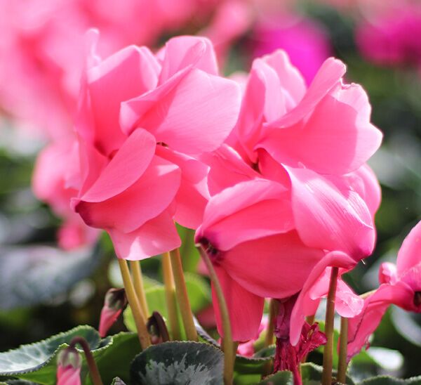 pink cyclamen blooms