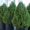 Rosemary Cones Photo 1