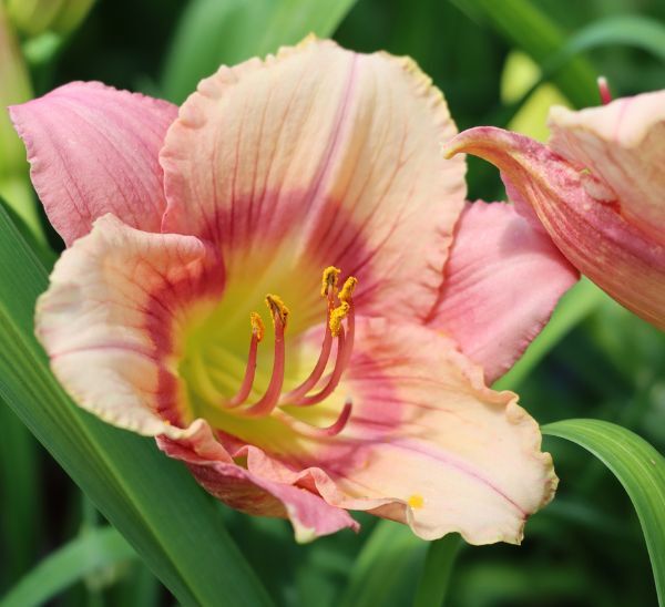 Daylily