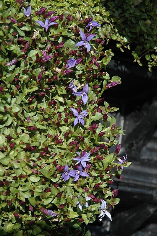 county park star creeper
