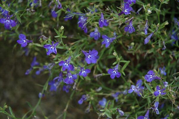 techno heat dark blue lobelia
