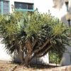 Dragon Tree (shrub form) Photo 1