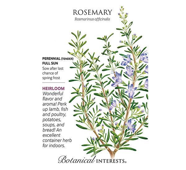 Rosemary Seeds Photo 1