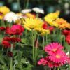 Gerbera Daisy Photo 1
