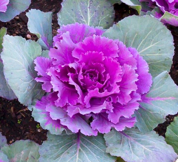 Ornamental Cabbage Purple Foliage