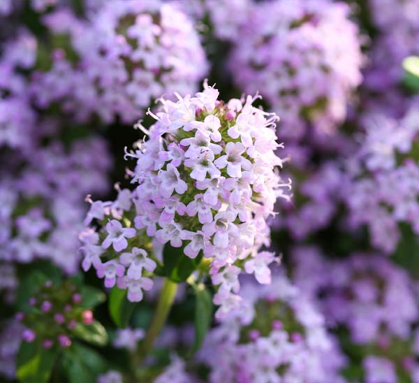 Creeping Mother of Thyme Photo 1