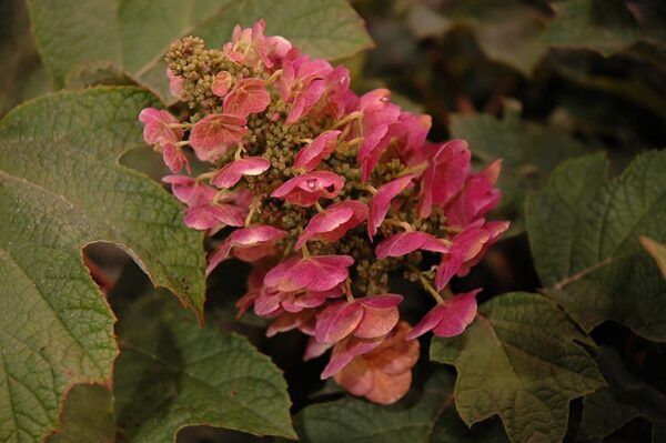 ruby slippers hydrangea