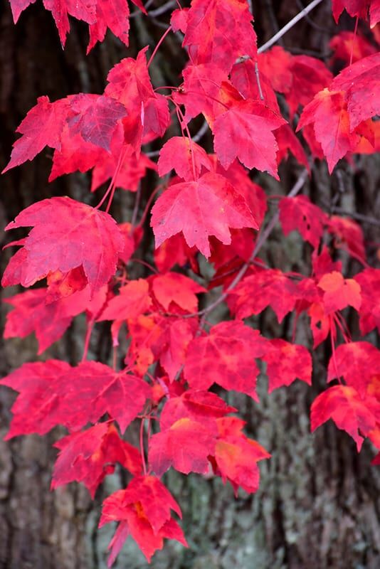 red maple