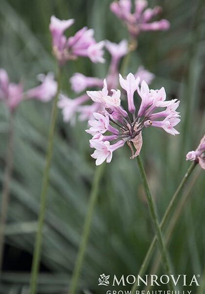 Ashanti Society Garlic